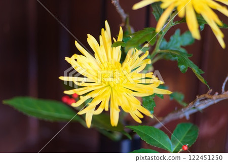 New Year's decorations - Beautiful chrysanthemum flowers - New Year's decorations - Beautiful chrysanthemum flowers - 122451250