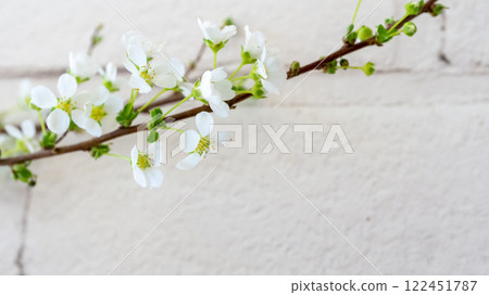 Spring is Coming - White Walls and Spiraea Spring is Coming - White Walls and Spiraea 122451787