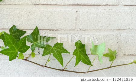 White wall and Ivy 122451839