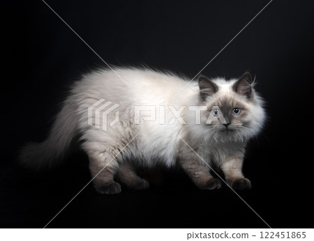 siberian cat in studio siberian cat in studio 122451865