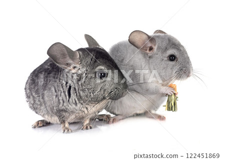 Chinchillas in studio 122451869