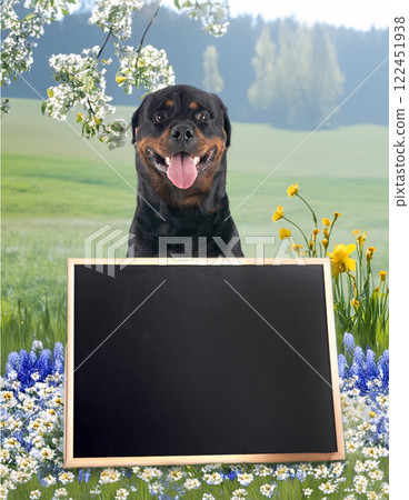 rottweiler and black board 122451938