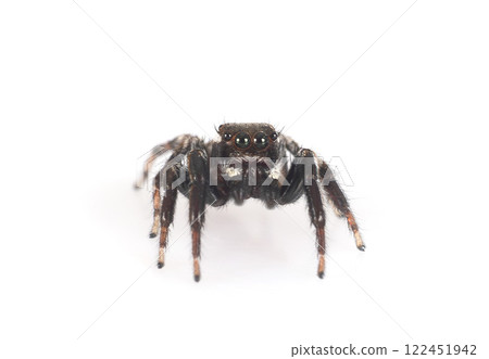 Carrhotus xanthogramma in studio 122451942