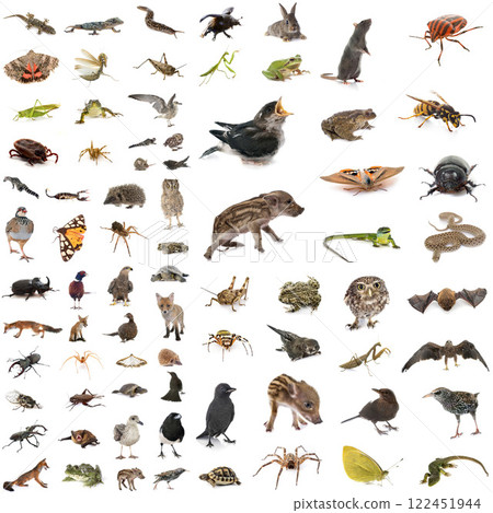 european wildlife in studio european wildlife in studio 122451944