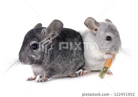 Chinchillas in studio Chinchillas in studio 122451952