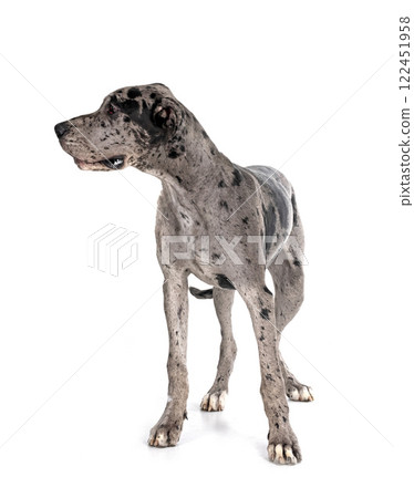 great dane in studio 122451958