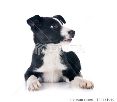 puppy border collie 122451959