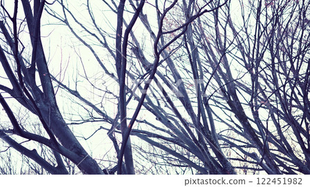 一排枯死的櫸樹 一排枯死的櫸樹 122451982