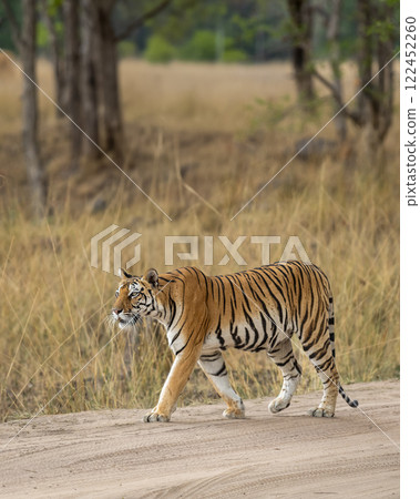 wild bengal female tiger or panthera tigris side profile on prowl in search of prey walking on forest trail or road in natural scenic environment at kanha national park reserve madhya pradesh india 122452260