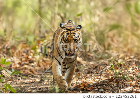 wild dominant male bengal tiger kanha national park forest reserve madhya pradesh india panthera tigris of tourism zone patrolling or walking head on with eye contact in hot summer season safari wild dominant male bengal tiger kanha national park forest reserve madhya pradesh india panthera tigris of tourism zone patrolling or walking head on with eye contact in hot summer season safari 122452261