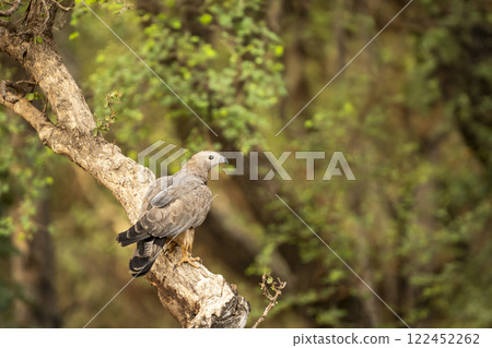 Wild Oriental Crested Honey Buzzard Pernis Ptilorhyncus raptor bird of prey closeup perched high on tall tree in summer season safari at Ranthambore national park forest tiger reserve Rajasthan India Wild Oriental Crested Honey Buzzard Pernis Ptilorhyncus raptor bird of prey closeup perched high on tall tree in summer season safari at Ranthambore national park forest tiger reserve Rajasthan India 122452262
