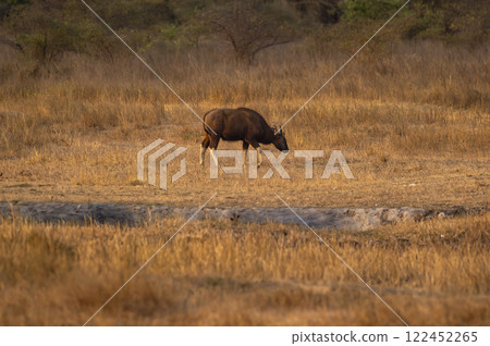 wild male Gaur or Indian Bison or bos gaurus a danger beast animal walking in grassland landscape habitat of kanha national park forest tiger reserve madhya pradesh india wild male Gaur or Indian Bison or bos gaurus a danger beast animal walking in grassland landscape habitat of kanha national park forest tiger reserve madhya pradesh india 122452265