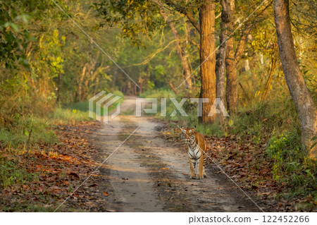 wild female tiger or panthera tigris or tigress roadblock showstopper on morning stroll territory walking head on in natural scenic background pilibhit national park forest reserve uttar pradesh india wild female tiger or panthera tigris or tigress roadblock showstopper on morning stroll territory walking head on in natural scenic background pilibhit national park forest reserve uttar pradesh india 122452266