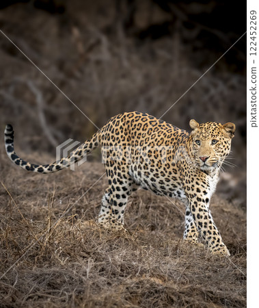 wild male leopard or panther or panthera pardus fine art tail up closeup or portrait side profile full length walking in dry summer season jhalana leopard reserve forest jaipur rajasthan india asia wild male leopard or panther or panthera pardus fine art tail up closeup or portrait side profile full length walking in dry summer season jhalana leopard reserve forest jaipur rajasthan india asia 122452269