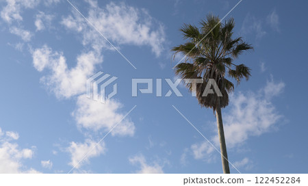 藍天和棕櫚樹 122452284