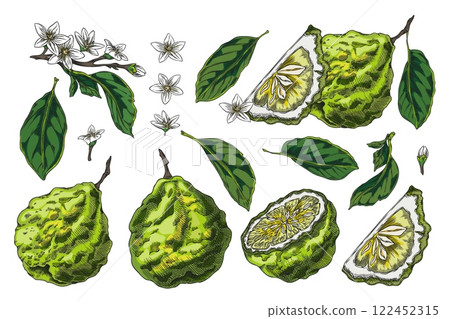 Bergamot fruits, flower and leaves sketch vector set, hand drawn fresh ripe green Kaffir lime citrus fruit whole, slice 122452315