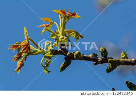 Walnut tree in blossom, male flowers on branches. Early spring. Close up shot, detail 122452340