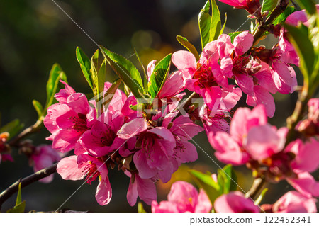 Pink peach flowers in the garden closeup 122452341