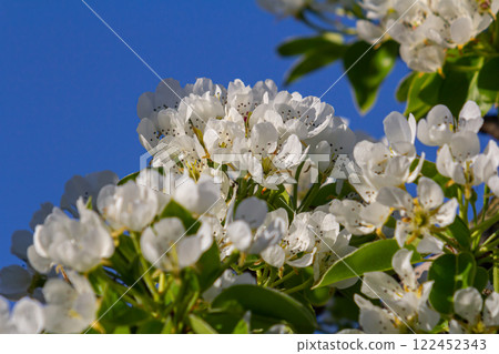 Pear flower in full bloom in spring in the garden 122452343