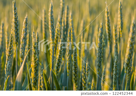 Wheat crop growing in a golden field during late afternoon sunlight showcasing nature's beauty and agricultural productivity 122452344