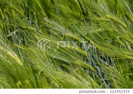 Vibrant green wheat field swaying gently in the breeze during late spring under bright sunlight Vibrant green wheat field swaying gently in the breeze during late spring under bright sunlight 122452355