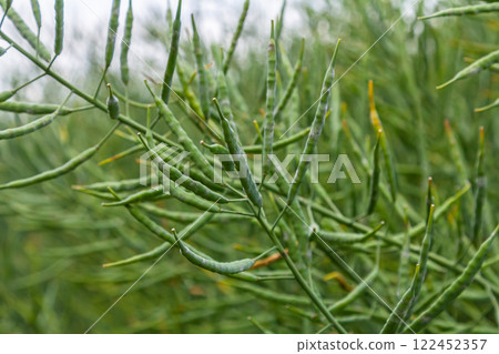 Green pods hang from slender branches in a lush garden during the warm months, showcasing natures vibrant growth and beauty Green pods hang from slender branches in a lush garden during the warm months, showcasing natures vibrant growth and beauty 122452357