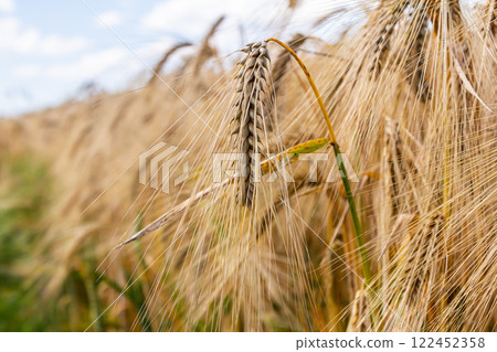 Golden wheat sways gently in the breeze on a sunny day in a rural field, showcasing the beauty of nature and agriculture Golden wheat sways gently in the breeze on a sunny day in a rural field, showcasing the beauty of nature and agriculture 122452358