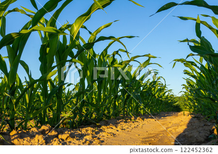 An industrial field of corn sprouts growing in black soil. Corn grow in beautiful rows at sunset. Agricultural landscape 122452362