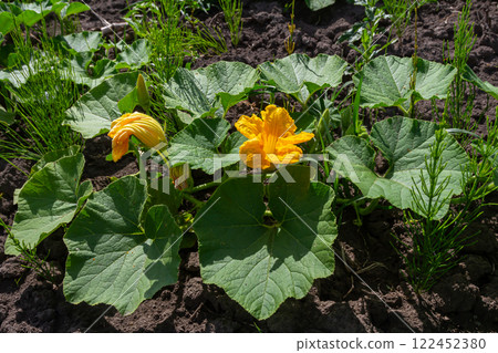 Bright yellow flowers bloom among lush green leaves in a sunny vegetable garden during spring 122452380