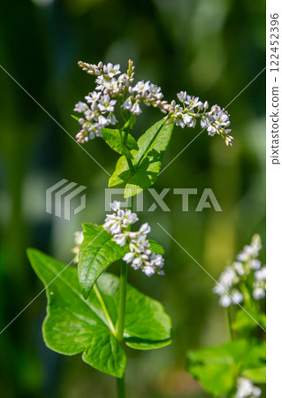 Flowering Buckwheat Field. Buckwheat Growing On The Field Flowering Buckwheat Field. Buckwheat Growing On The Field 122452396