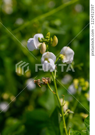 Delicate white flowers blooming amidst vibrant green foliage in a natural garden setting during spring Delicate white flowers blooming amidst vibrant green foliage in a natural garden setting during spring 122452397