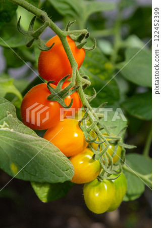Brightly colored tomatoes ripening on the vine in a home garden during late summer 122452399