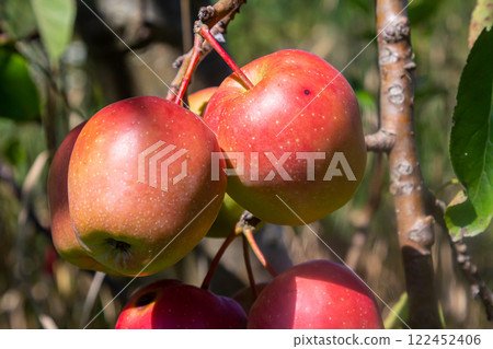 Fresh red apples hang from branches in a sunny orchard, ready for harvest during a bright autumn day Fresh red apples hang from branches in a sunny orchard, ready for harvest during a bright autumn day 122452406