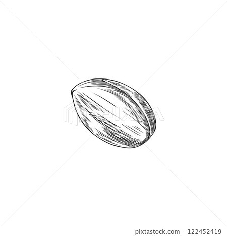 Vector monochrome illustration of hand drawn argan nut sketch. 122452419