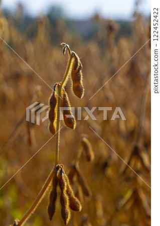 Mature soybean plants in a golden field ready for harvest under clear blue sky in late afternoon sunlight 122452422