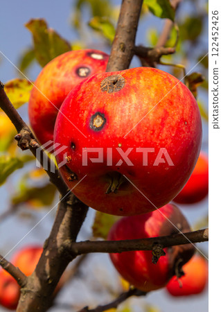 Bright red apples hanging from a branch in an orchard under clear blue skies during the fall season Bright red apples hanging from a branch in an orchard under clear blue skies during the fall season 122452426