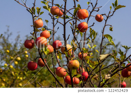 Apples hanging on a tree in a sunny orchard during the autumn season create a picturesque rural setting with vibrant colors and nature's bounty Apples hanging on a tree in a sunny orchard during the autumn season create a picturesque rural setting with vibrant colors and nature's bounty 122452429