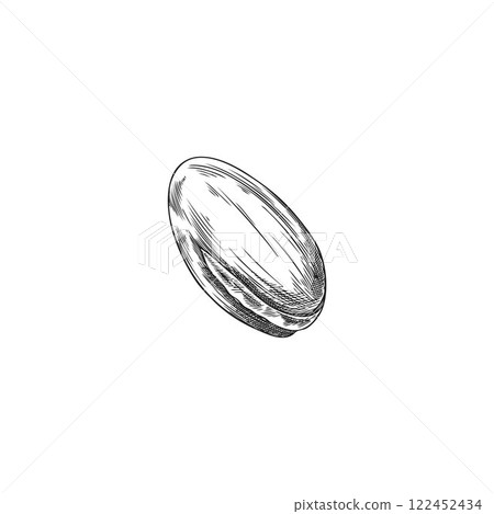 Argan tree nut in shell engraved sketch, vector hand drawn natural essential oil fruit, almond seed, medical plant 122452434