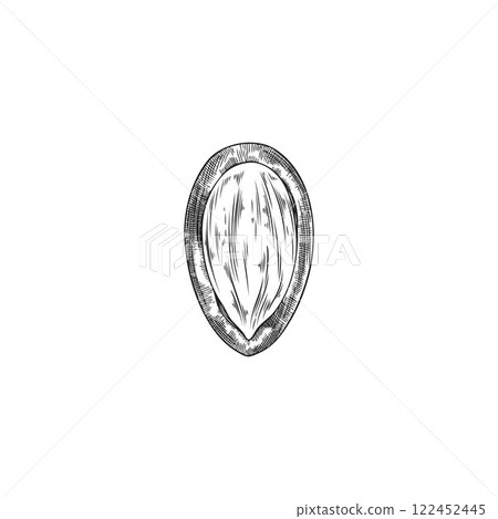 Argan nut with open shell engraved sketch vector icon, hand drawn natural oil stone fruit, medical plant, almond seed Argan nut with open shell engraved sketch vector icon, hand drawn natural oil stone fruit, medical plant, almond seed 122452445