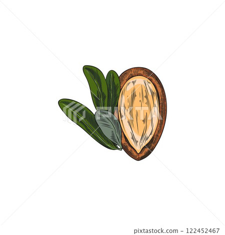 Argan leaves and nut open shell sketch vector illustration, hand drawn cosmetic, medical plant, natural oil stone fruit 122452467