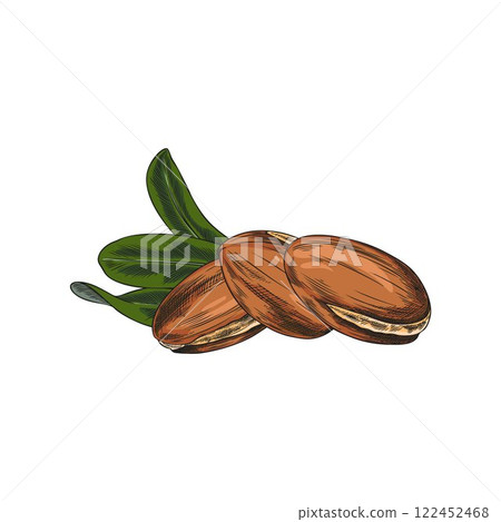 Argan tree nuts with leaves, Vector hand drawn watercolor illustration. 122452468