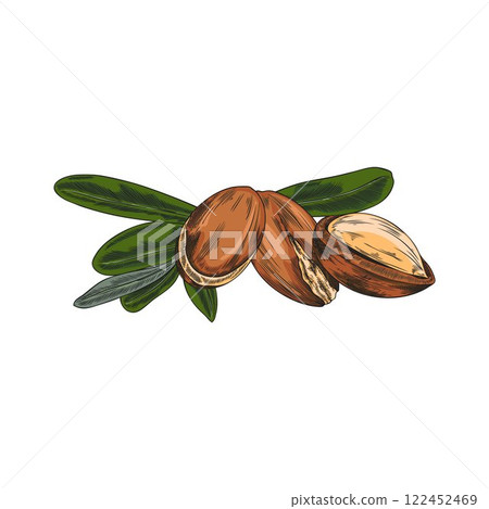 Argan leaves and nuts sketch vector illustration, hand drawn cosmetic and medical plant, natural essential oil fruit 122452469