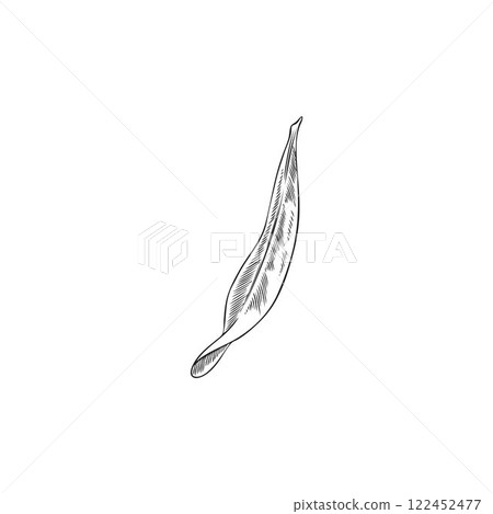 Vector black and white sketch of hand drawn argan leaf. 122452477