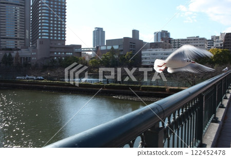 我拍攝了一隻水禽降落在建築物之間的一座橋的欄桿上的照片。 我拍攝了一隻水禽降落在建築物之間的一座橋的欄桿上的照片。 122452478