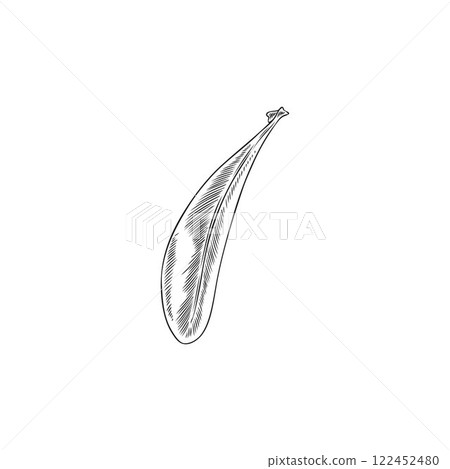 Vector botanical illustration in monochrome style with argan leaf. Vector botanical illustration in monochrome style with argan leaf. 122452480