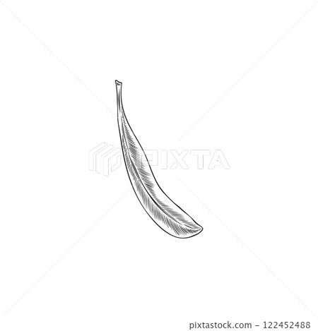 Argan tree one falling leaf engraved sketch, vector hand drawn floral element, garden foliage, tea herb, medical plant 122452488