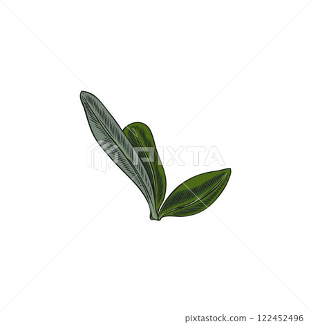 Argan tree leaves bunch sketch, vector hand drawn floral design element, garden foliage tea herb, cosmetic medical plant 122452496