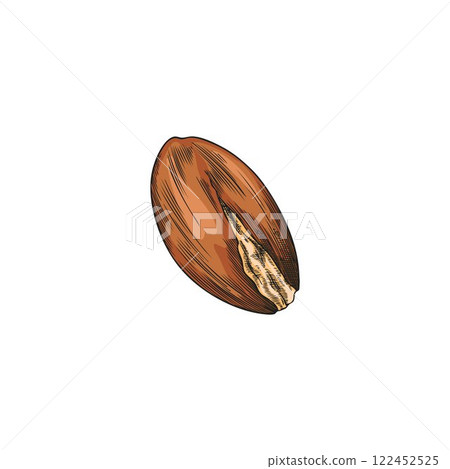Watercolor illustration of hand drawn argan tree nut. Watercolor illustration of hand drawn argan tree nut. 122452525