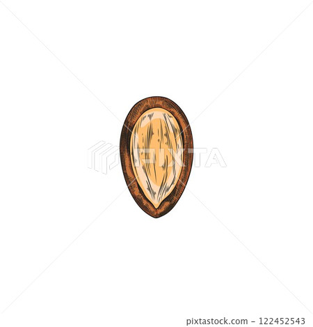 Argan tree nut with open shell vector sketch, hand drawn natural oil stone fruit seed, almond grain, organic seed food 122452543
