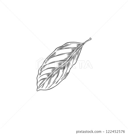 Bergamot tree leaf engraved sketch, vector hand drawn falling floral element, plant foliage, tea herb, natural fragrance 122452576
